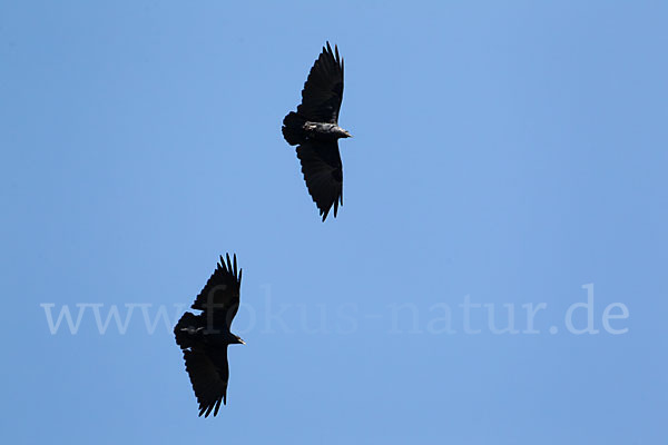 Borstenrabe (Corvus rhipidurus)