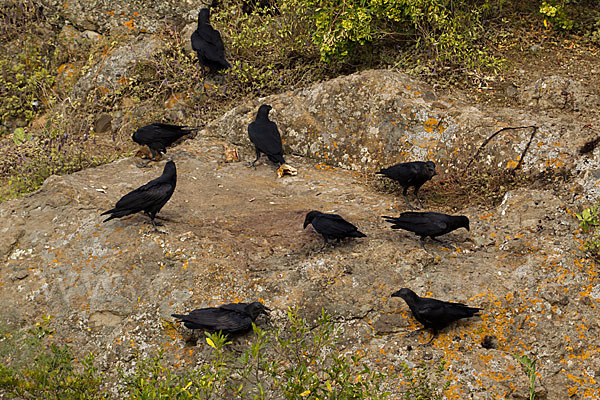 Borstenrabe (Corvus rhipidurus)