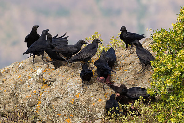 Borstenrabe (Corvus rhipidurus)