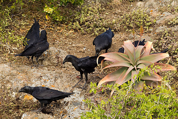 Borstenrabe (Corvus rhipidurus)