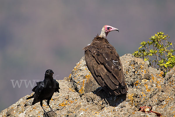 Borstenrabe (Corvus rhipidurus)