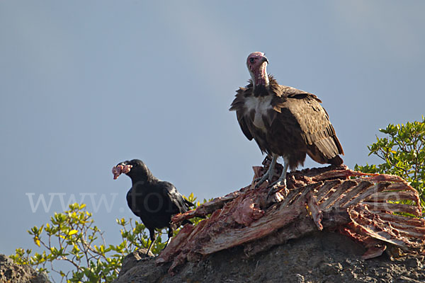 Borstenrabe (Corvus rhipidurus)