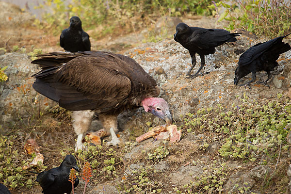 Borstenrabe (Corvus rhipidurus)