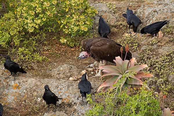 Borstenrabe (Corvus rhipidurus)