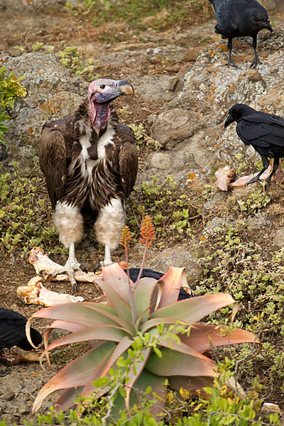 Borstenrabe (Corvus rhipidurus)