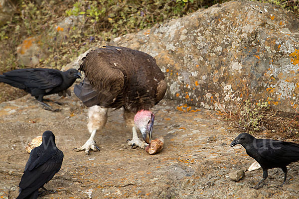 Borstenrabe (Corvus rhipidurus)