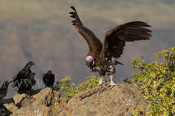 Borstenrabe (Corvus rhipidurus)