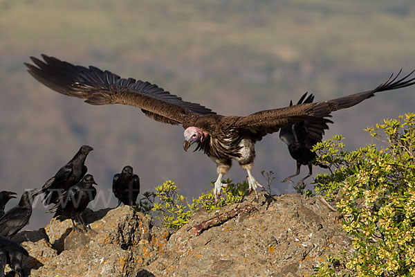 Borstenrabe (Corvus rhipidurus)