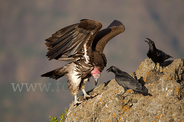 Borstenrabe (Corvus rhipidurus)