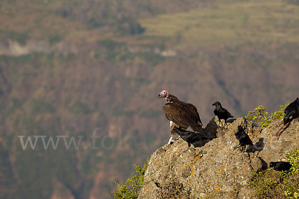 Borstenrabe (Corvus rhipidurus)