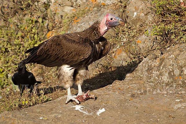 Borstenrabe (Corvus rhipidurus)