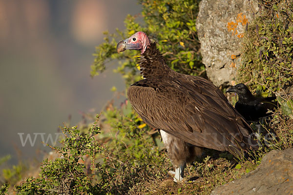 Borstenrabe (Corvus rhipidurus)