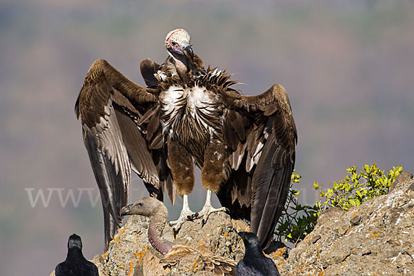 Borstenrabe (Corvus rhipidurus)