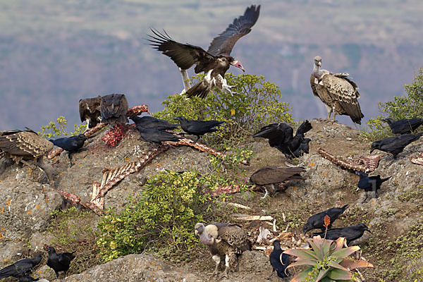 Borstenrabe (Corvus rhipidurus)