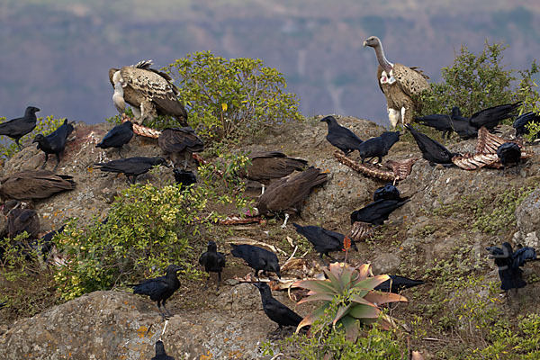 Borstenrabe (Corvus rhipidurus)