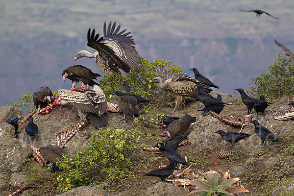 Borstenrabe (Corvus rhipidurus)