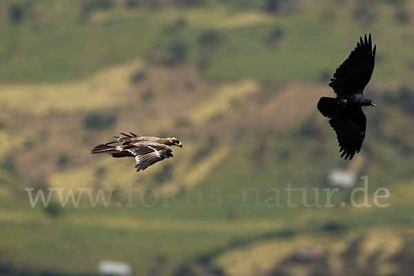 Borstenrabe (Corvus rhipidurus)