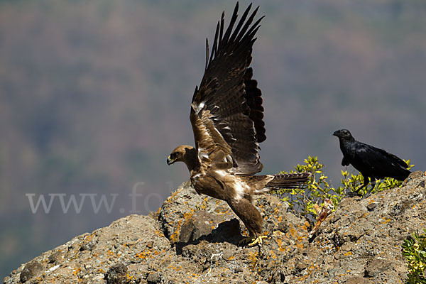 Borstenrabe (Corvus rhipidurus)