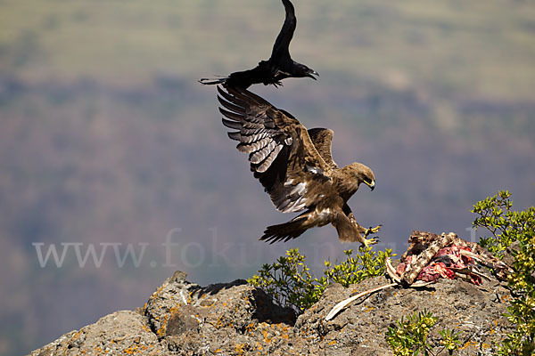 Borstenrabe (Corvus rhipidurus)