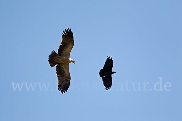 Borstenrabe (Corvus rhipidurus)