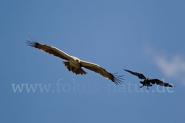 Borstenrabe (Corvus rhipidurus)