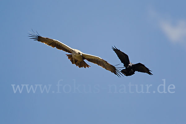 Borstenrabe (Corvus rhipidurus)