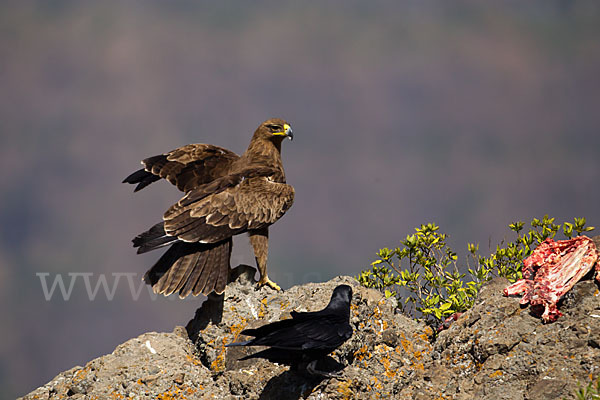 Borstenrabe (Corvus rhipidurus)