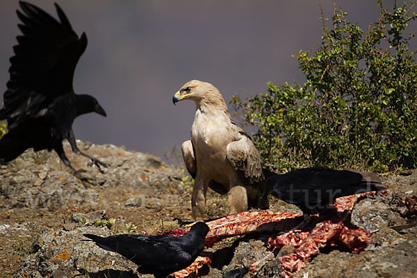 Borstenrabe (Corvus rhipidurus)