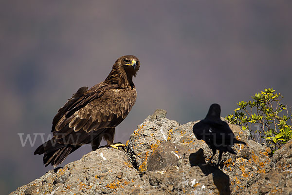 Borstenrabe (Corvus rhipidurus)