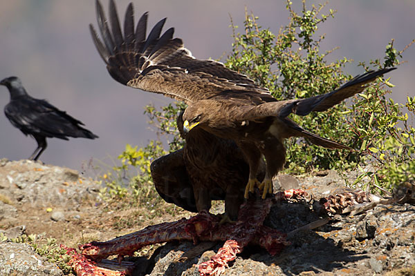 Borstenrabe (Corvus rhipidurus)