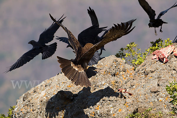 Borstenrabe (Corvus rhipidurus)