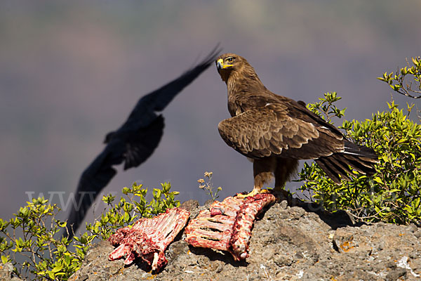 Borstenrabe (Corvus rhipidurus)