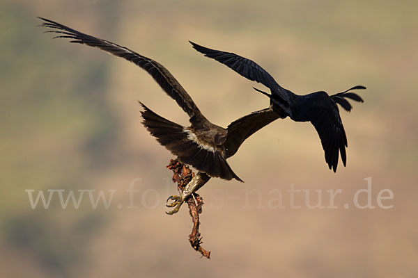 Borstenrabe (Corvus rhipidurus)