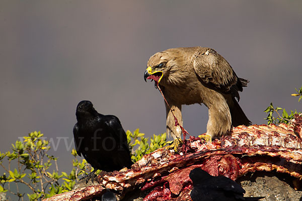 Borstenrabe (Corvus rhipidurus)