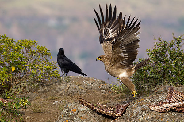 Borstenrabe (Corvus rhipidurus)