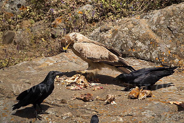 Borstenrabe (Corvus rhipidurus)