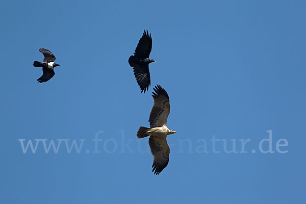 Borstenrabe (Corvus rhipidurus)