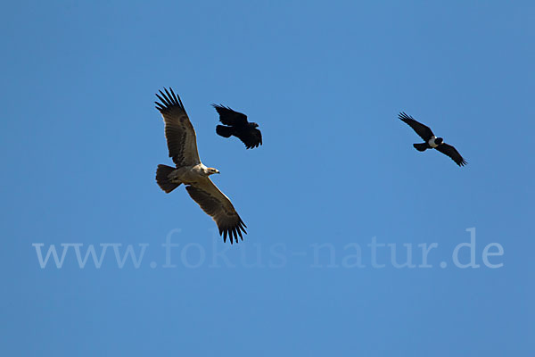 Borstenrabe (Corvus rhipidurus)