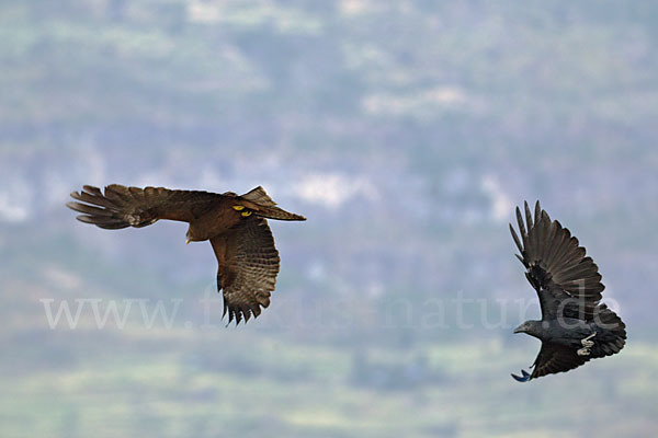 Borstenrabe (Corvus rhipidurus)