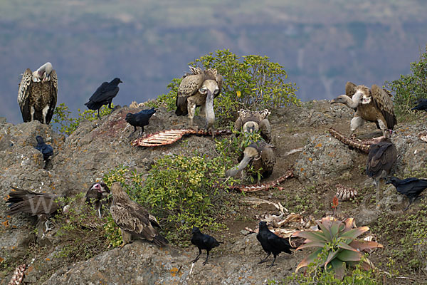 Borstenrabe (Corvus rhipidurus)