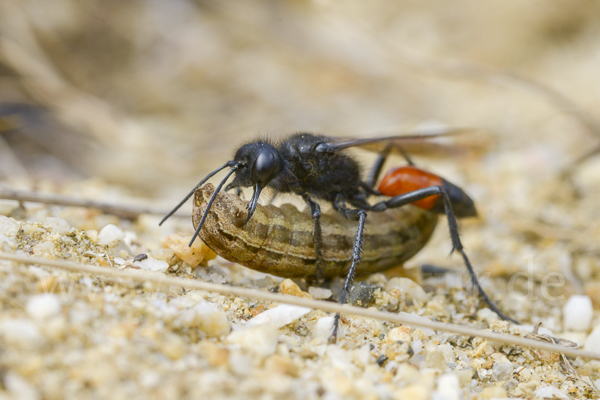 Borstige Sandwespe (Podalonia hirsuta)