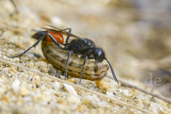 Borstige Sandwespe (Podalonia hirsuta)