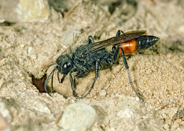 Borstige Sandwespe (Podalonia hirsuta)