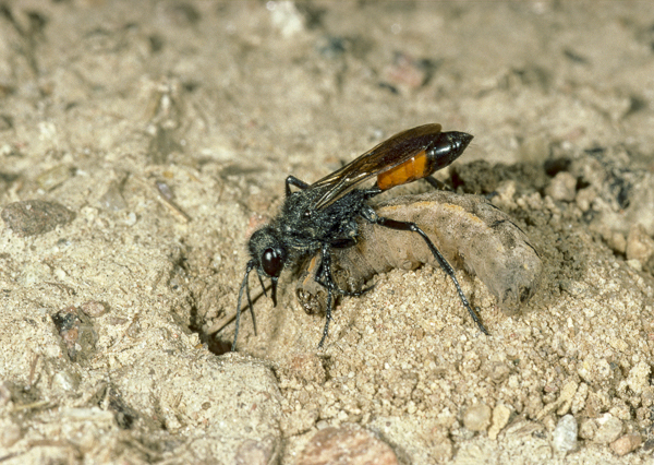 Borstige Sandwespe (Podalonia hirsuta)