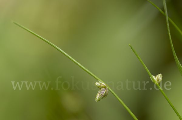 Borstige Schuppensimse (Isolepis setacea)