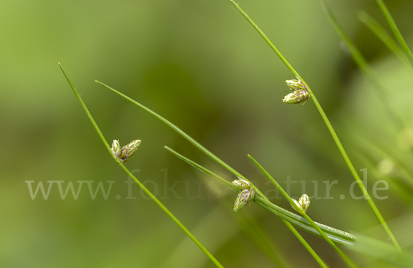 Borstige Schuppensimse (Isolepis setacea)