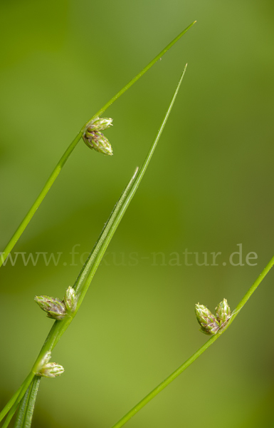 Borstige Schuppensimse (Isolepis setacea)