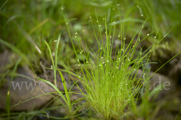 Borstige Schuppensimse (Isolepis setacea)