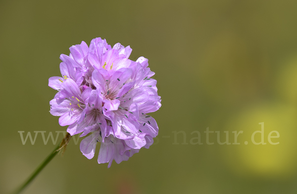 Bottendorfer Grasnelke (Armeria marittima var. Bottendorfensis)