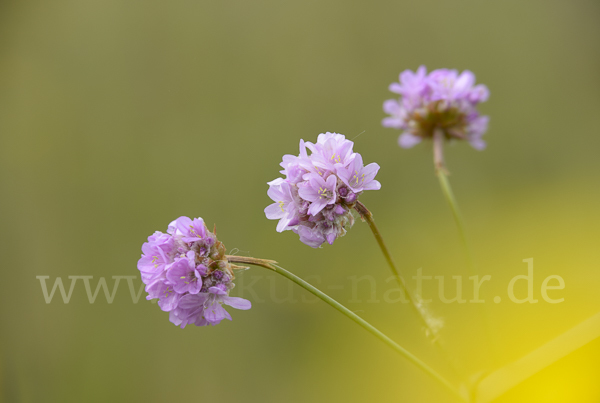 Bottendorfer Grasnelke (Armeria marittima var. Bottendorfensis)